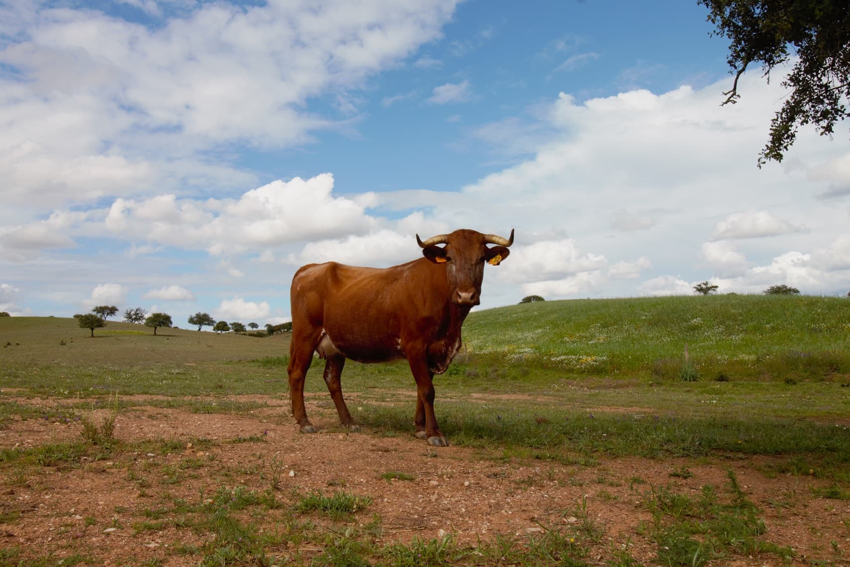 Dário Santos has a passion for organic agriculture and creating new networks 